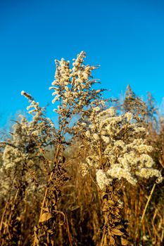 Dry reed against clear light blue sky on sunny day outdoors. Abstract natural background in neutral colors. Minimal trendy pampas grass panicles. Dying fireweed against bright autumn sky. Selective focus. High quality photo