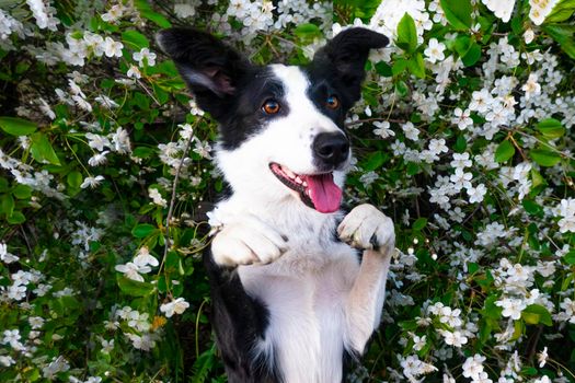 A happy dog in flowers. The pet is smiling. a cheerful border collie dog rejoices in the pose of a gopher with a paw in a cherry blossom