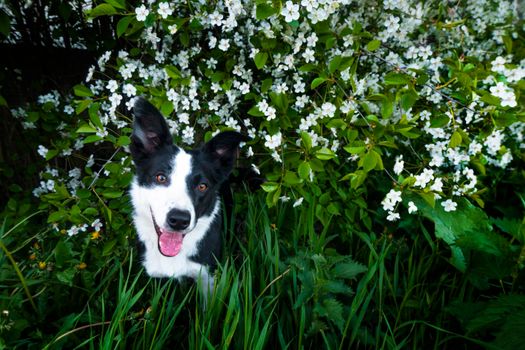 A happy dog in flowers. The pet is smiling. a cheerful border collie dog smiles in a cherry blossom