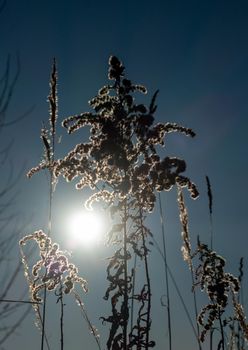 Dry reed against clear light blue sky on sunny day outdoors. Abstract natural background in neutral colors. Minimal trendy pampas grass panicles. Dying fireweed against bright autumn sky. Selective focus. High quality photo