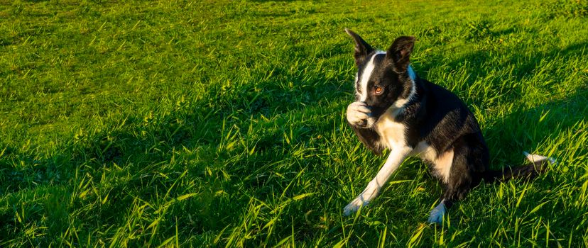 cheerful border collie dog hides his nose with his paw, portrays shame against the background of green grass banner with free space for text