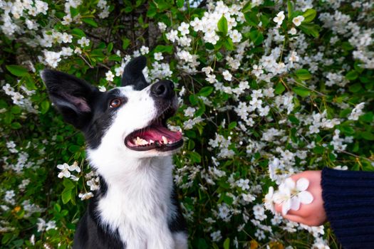 A happy dog in flowers. The pet is smiling. a cheerful border collie dog smiles in a cherry blossom