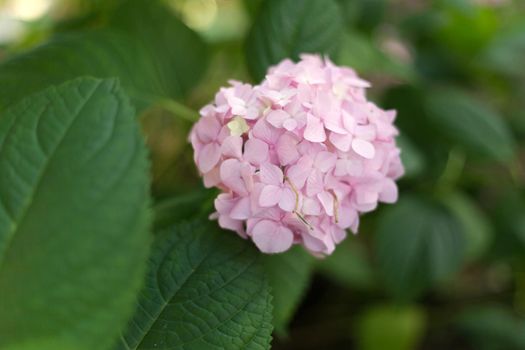 Close up light pink hortensia fresh flowers blur background