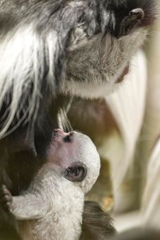 A baby Abyssinian colobus drinks its mother's breast milk in the evening sunlight. Newborn Abyssinian colobus. Black monkeys with long white tails.