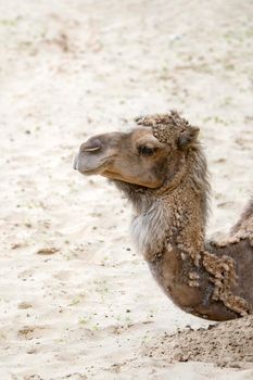 Camel in the desert, close-up. Camel's head close-up on the background of sand in the desert