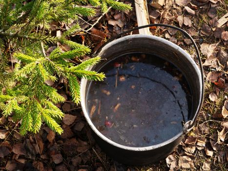 Top view of a portable camping pot against the backdrop of autumn foliage and spruce branch.