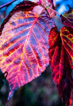 Red autumn leaves. Macro image, selective focus. Leaf of bright saturated color close-up on a branch.