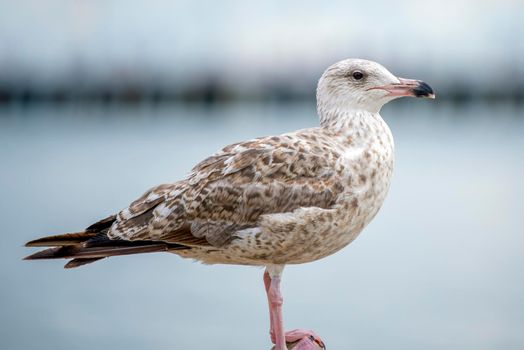 The seagull is standing on a stone. European Herring Gull, Larus argentatus. Close-up of a seagull standing on a rock near the water.