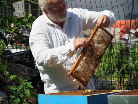 Beekeeper working with bees and beehives on the apiary. Beekeeping concept. Beekeeper harvesting honey Beekeeper on apiary.