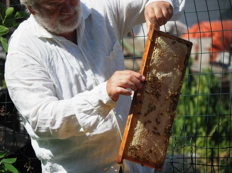 Beekeeper working with bees and beehives on the apiary. Beekeeping concept. Beekeeper harvesting honey Beekeeper on apiary.