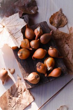 The bulbs of Tarda tulips in the wooden box ready for planting, flat lay on white background.