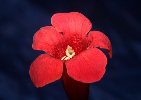 Red flower blossom close up modern botanical background campsis grandiflora bignoniaceae high quality big size metal prints homedecor floral. High quality photo