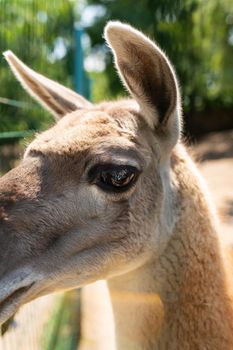 Very beautiful lama portrait. Domesticated South American camel at the zoo. Lama in the zoo, petting zoo