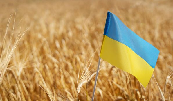 Pray for Ukraine. Ukrainian national flag on the background of wheat. Independence Day 24 August