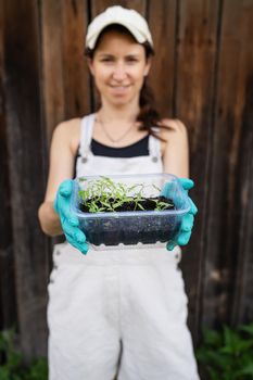 Pepper and tomato seedlings in peaty soil in a plastic seedling tray. Young seedlings of pepper. The concept of gardening and seedlings. Young plant. A young girl holds a container with seedlings in her hands