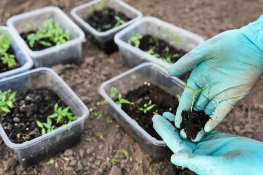 Pepper and tomato seedlings in peat soil in a plastic seedling tray. Young seedlings of pepper. The concept of gardening and seedlings. Young plant. The girl is holding a sapling in her hands