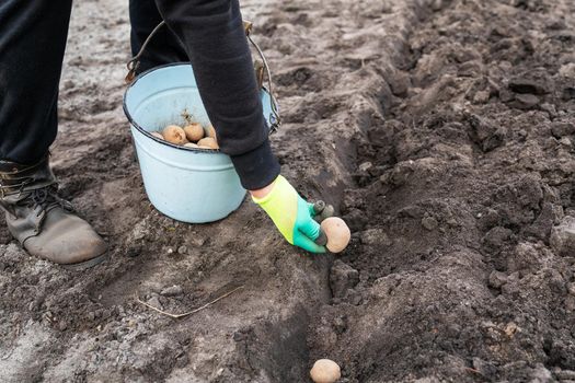 Planting potato tubers in the ground. Early spring preparation for the garden season. A man takes potatoes from a bucket and puts them in a prepared hole in the garden