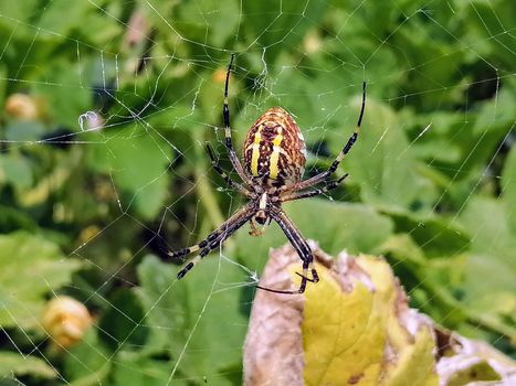 Macro spider close-up shot. Spider in the wild nature weaving web. Toxic wild spider. . High quality photo