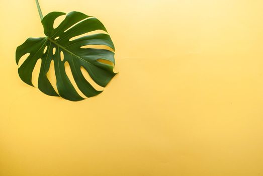 monstera leaf on a yellow background. High quality photo