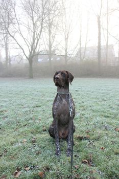 German Shorthaired Pointer two year old male, brown and white