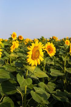 A beautiful field of blooming golden sunflowers against a blue sky. Harvest preparation, sunflower oil production