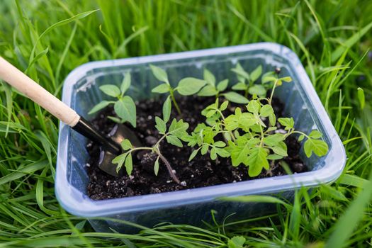 Pepper and tomato seedlings in peat soil in a plastic seedling tray. Young seedlings of pepper. The concept of gardening and seedlings. Young plant