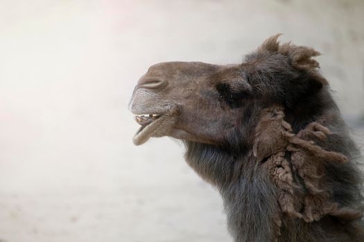 Head of a camel close-up.Close-up of the nose and mouth of a camel, opened his mouth and shows his teeth. Smiling camel