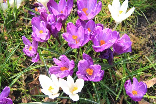 Purple and white crocuses in early spring sunlight