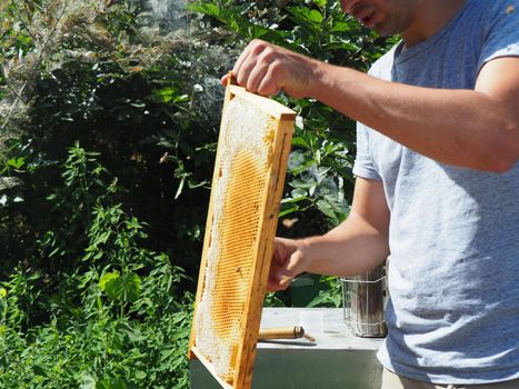 Beekeeper working with bees and beehives on the apiary. Beekeeping concept. Beekeeper harvesting honey Beekeeper on apiary.