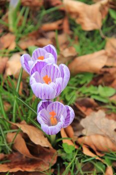 Purple and white crocuses on a field