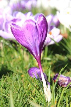 Plain purple crocus in early spring sunlight