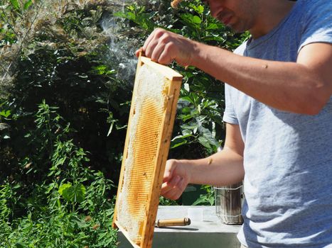 Beekeeper working with bees and beehives on the apiary. Beekeeping concept. Beekeeper harvesting honey Beekeeper on apiary.