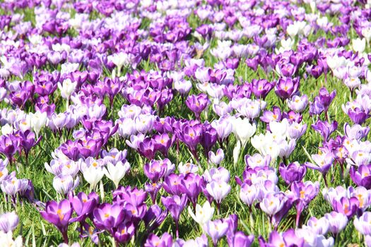 Purple and white crocuses on a field