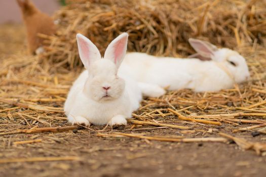 Rabbit bunny easter white nature brown background fluffy green hare, from rodent pet from hair from furry grass, bright funny. Little ,