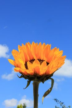 Sunflower in summer sunlight, close-up against a blue sky