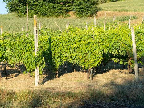 vineyard scene in PIacenza hills, Italy