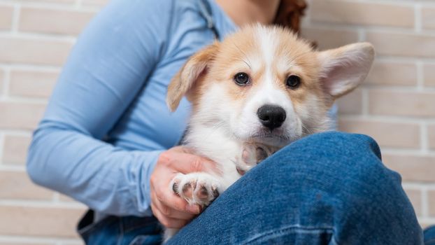 The owner is hugging a red pembroke corgi puppy