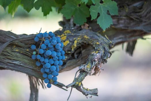 Ripe blue grapes growing in vineyard at sunset time, selective focus. Vineyards grape at sunset in autumn harvest. Winemaking concept. Beautiful grapes ready for harvest. Golden evening light