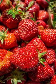 ripe red strawberry ready to pick at a local farm