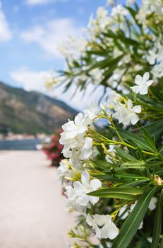 Oleander flowers on the background of the sea. Embankment. sea view from cafe