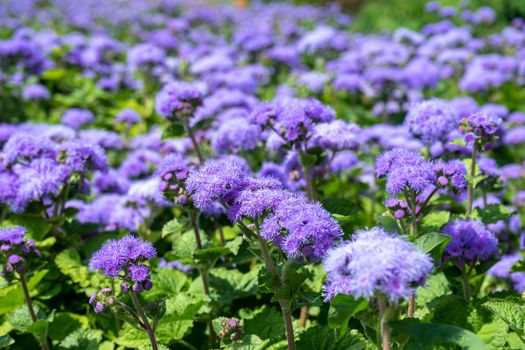 Selective focus of Ageratum billy goat weed flowers. Small purple grass flowers in the garden on blurred background.