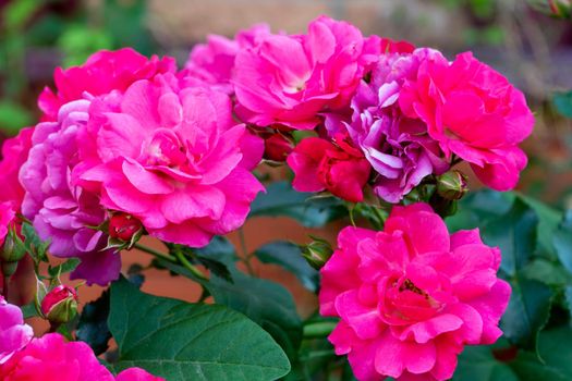 Roses floribunda bright pink red flowers in garden lawn. A bed of beautiful flowering roses in a garden setting.