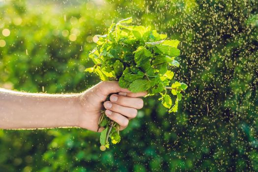 A bunch of mint in hand and a splash of water against the green background.