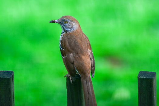 brown thrasher bird perched up on wooden fence pole