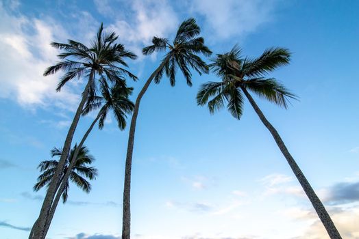 View of park and tropical beach in Haleiwa, North shore of Oahu, Hawaii