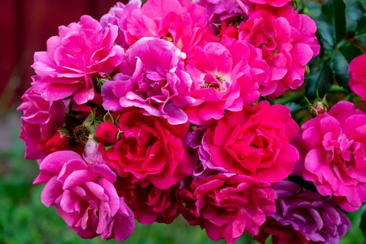 Roses floribunda bright pink red flowers in garden lawn. A bed of beautiful flowering roses in a garden setting. Close up