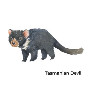 Australian animal watercolor illustration isolated on white background. Cute hand drawn tasmanian devil. Australia Day