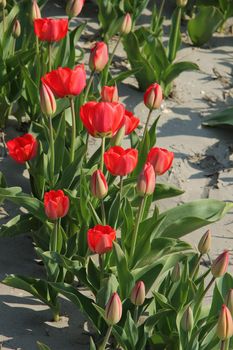 red tulips growing in a field