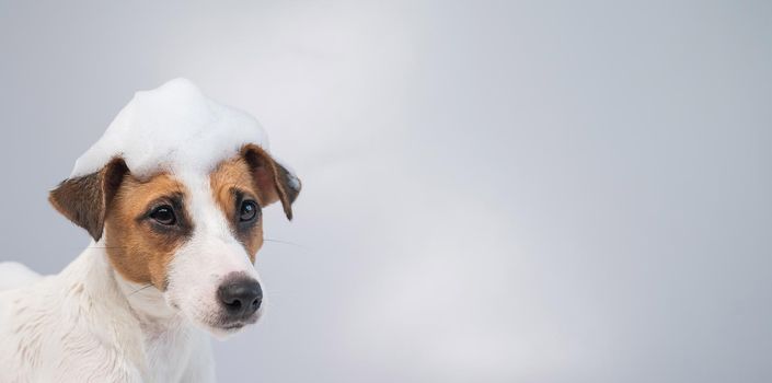 Funny dog jack russell terrier with foam on his head on a white background. Copy space. Widescreen