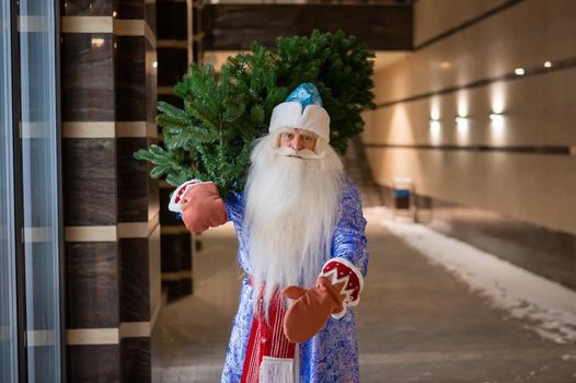 Russian Santa Claus carries a Christmas tree at night outdoors